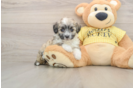 Aussiechon Puppy for Adoption
