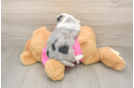 Hypoallergenic Aussie Bichon Designer Puppy