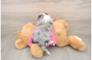 Small Aussiechon Baby