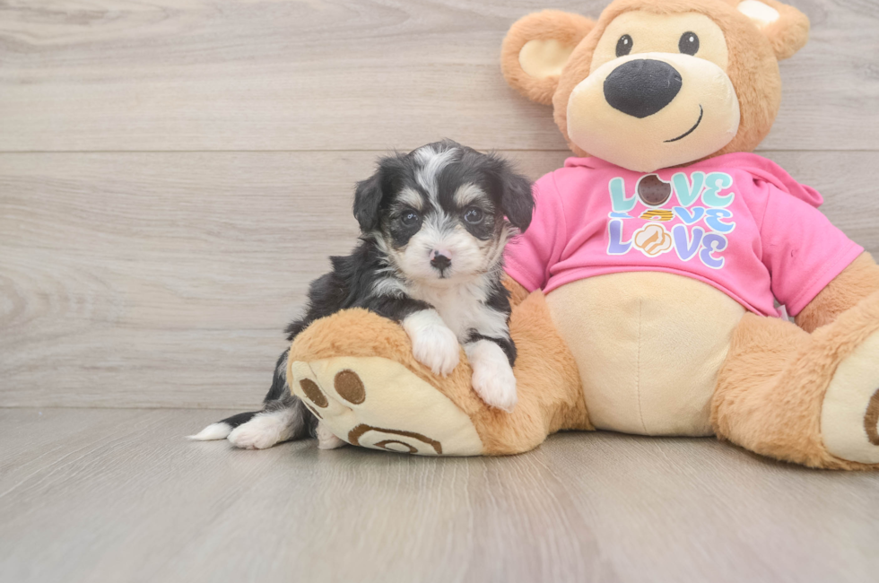 5 week old Aussiechon Puppy For Sale - Fairfield Furbabies