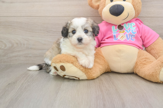 AUDREY, a Aussiechon littermate