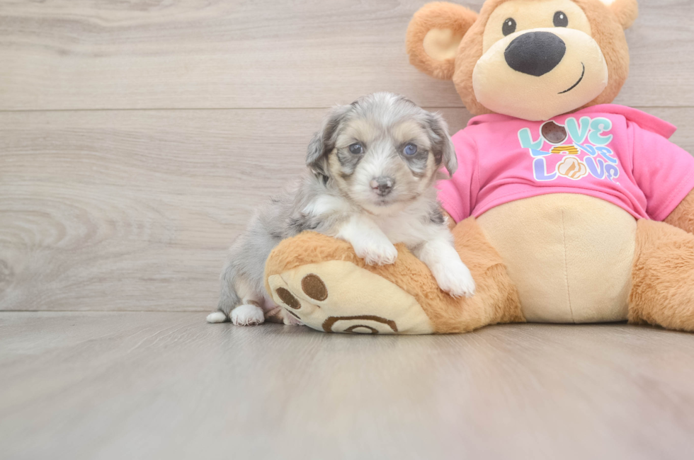6 week old Aussiechon Puppy For Sale - Fairfield Furbabies