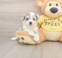 5 week old Aussiechon Puppy For Sale - Fairfield Furbabies