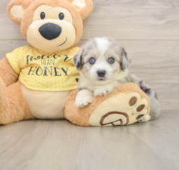 5 week old Aussiechon Puppy For Sale - Fairfield Furbabies