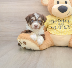 5 week old Aussiechon Puppy For Sale - Fairfield Furbabies