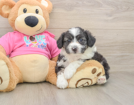 8 week old Aussiechon Puppy For Sale - Fairfield Furbabies