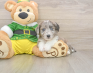 6 week old Aussiechon Puppy For Sale - Fairfield Furbabies