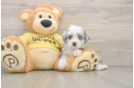 Popular Aussiechon Designer Pup