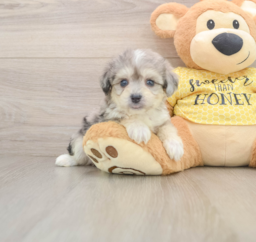 5 week old Aussiechon Puppy For Sale - Fairfield Furbabies