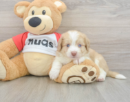 6 week old Aussiechon Puppy For Sale - Fairfield Furbabies