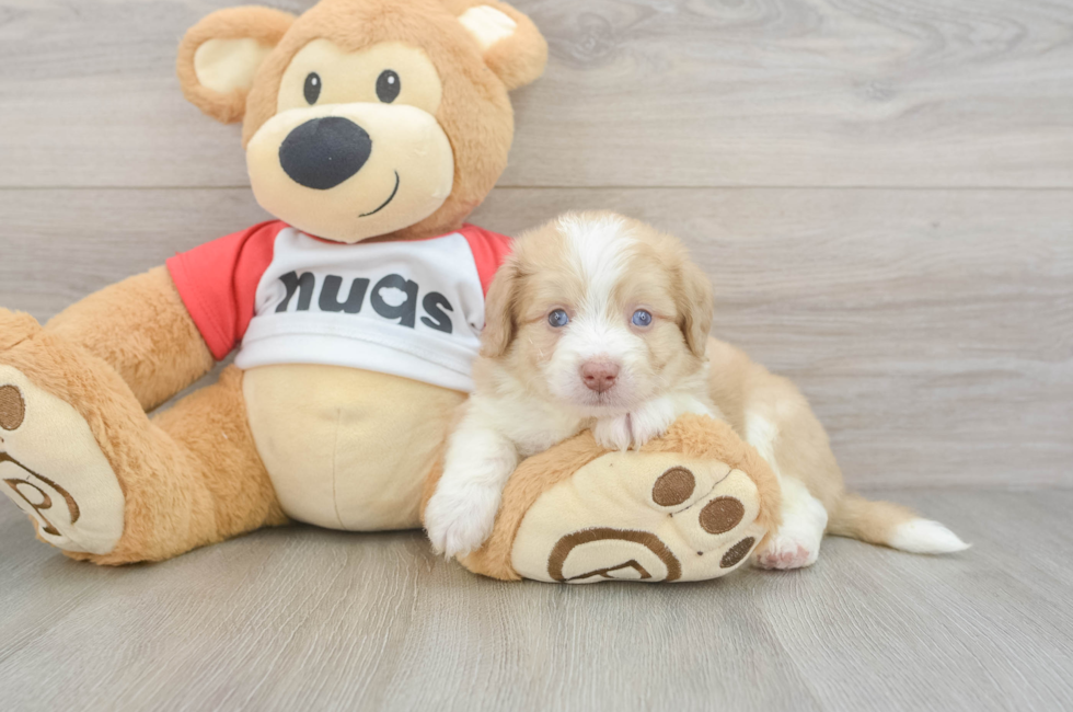 6 week old Aussiechon Puppy For Sale - Fairfield Furbabies