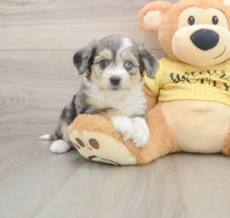 7 week old Aussiechon Puppy For Sale - Fairfield Furbabies