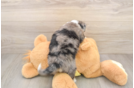 Aussiechon Puppy for Adoption