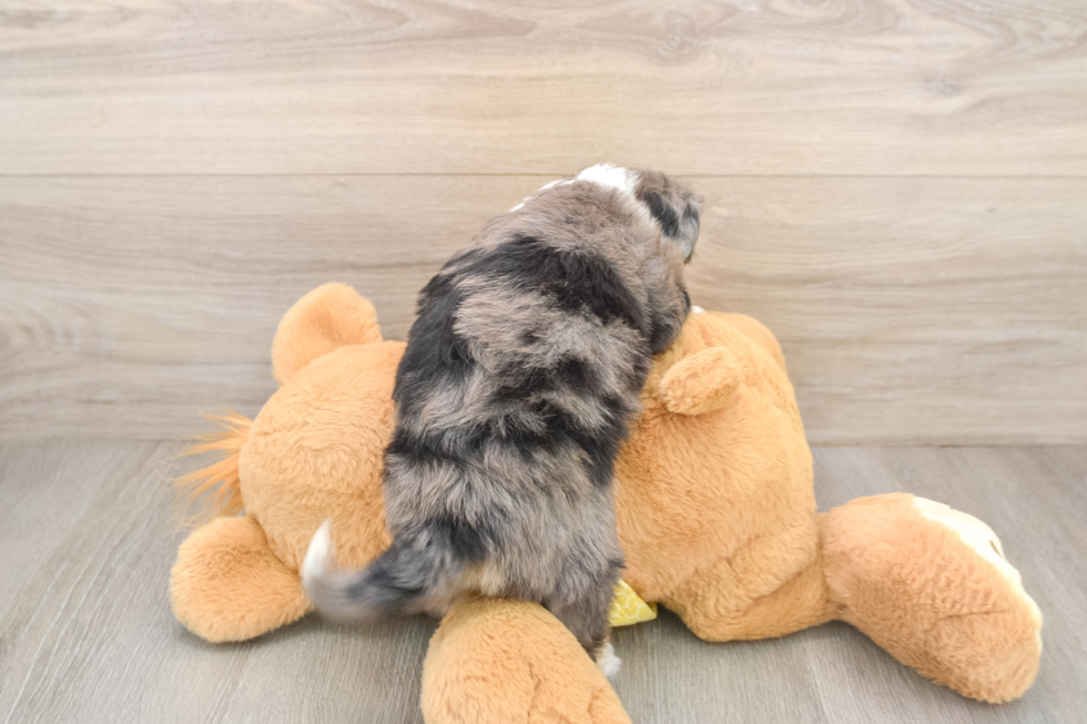 Aussiechon Puppy for Adoption