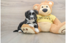 Aussiechon Puppy for Adoption