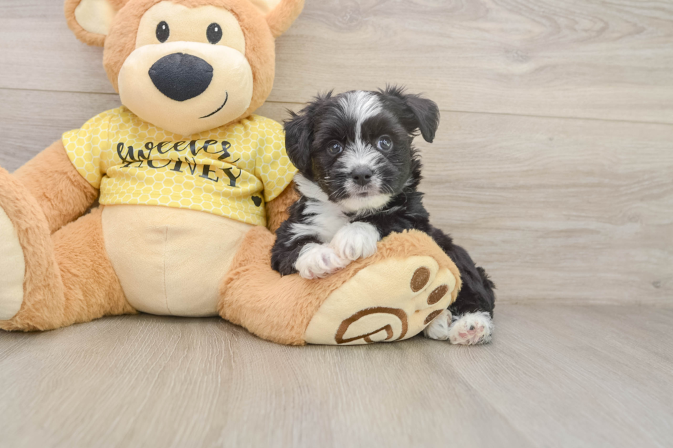 Petite Aussiechon Designer Pup