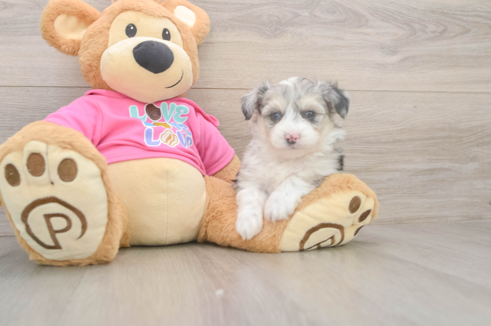 6 week old Aussiechon Puppy For Sale - Fairfield Furbabies