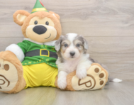 6 week old Aussiechon Puppy For Sale - Fairfield Furbabies