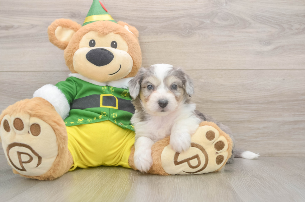 6 week old Aussiechon Puppy For Sale - Fairfield Furbabies
