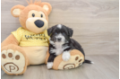 Fluffy Aussiechon Designer Pup