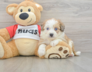 6 week old Aussiechon Puppy For Sale - Fairfield Furbabies