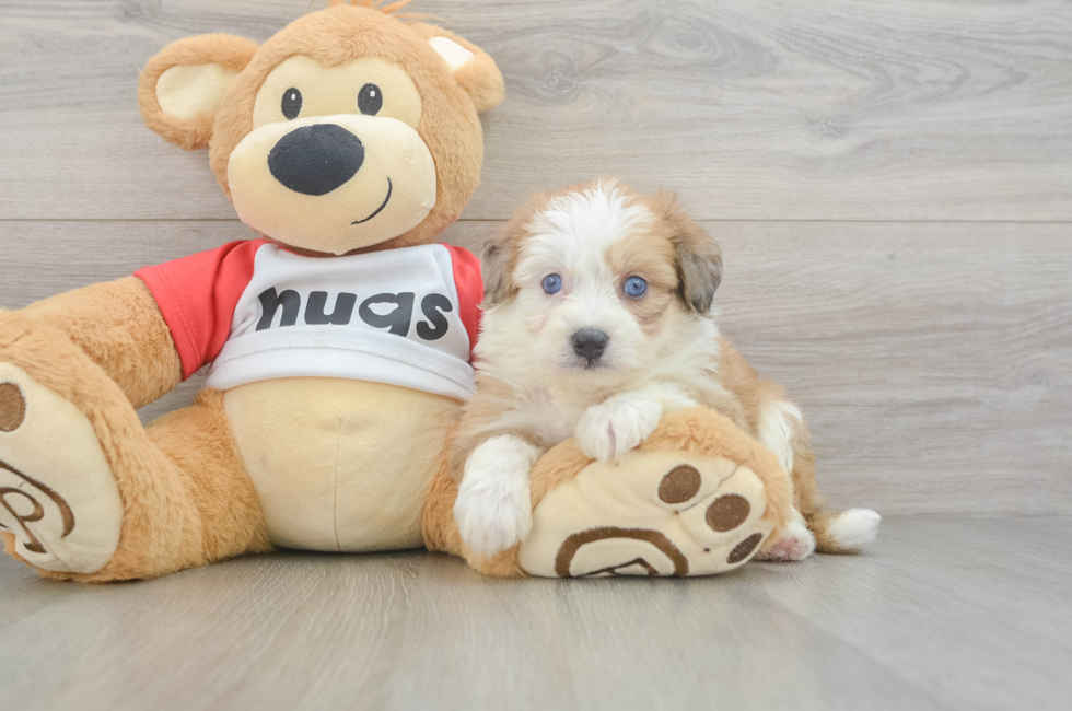 6 week old Aussiechon Puppy For Sale - Fairfield Furbabies
