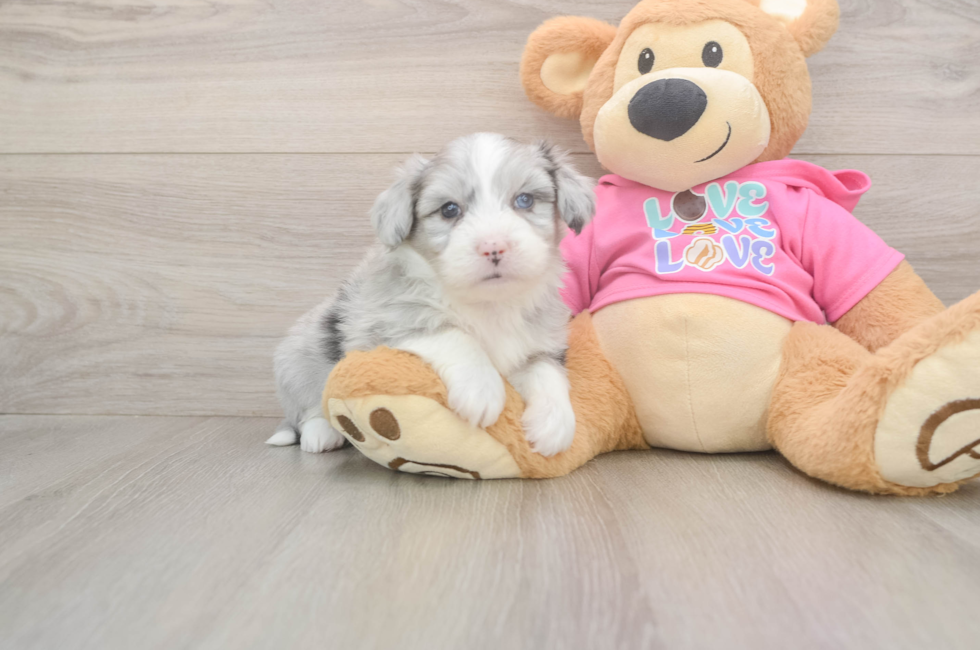 6 week old Aussiechon Puppy For Sale - Fairfield Furbabies