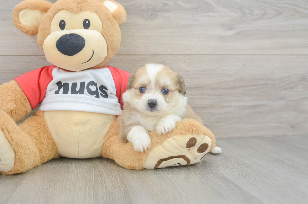 6 week old Aussiechon Puppy For Sale - Fairfield Furbabies