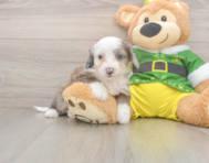 6 week old Aussiechon Puppy For Sale - Fairfield Furbabies