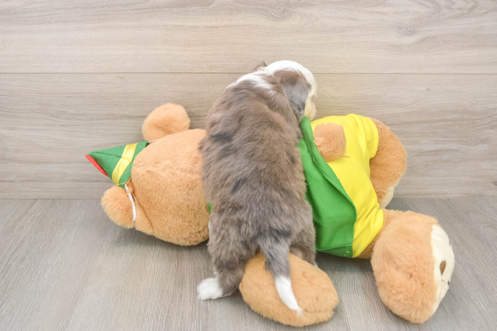 Aussiechon Puppy for Adoption