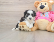 5 week old Aussiechon Puppy For Sale - Fairfield Furbabies