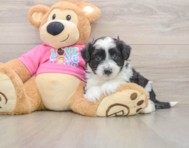 5 week old Aussiechon Puppy For Sale - Fairfield Furbabies
