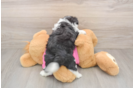 Little Aussie Bichon Designer Puppy