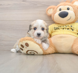 7 week old Aussiechon Puppy For Sale - Fairfield Furbabies
