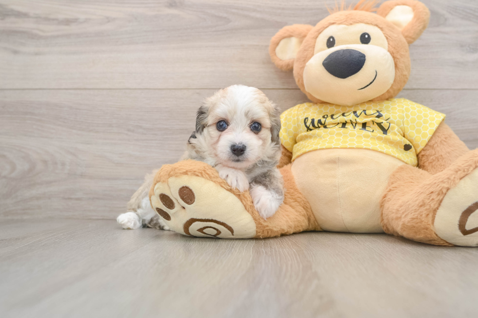 Aussiechon Puppy for Adoption