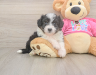 6 week old Aussiechon Puppy For Sale - Fairfield Furbabies