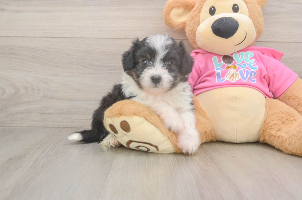6 week old Aussiechon Puppy For Sale - Fairfield Furbabies