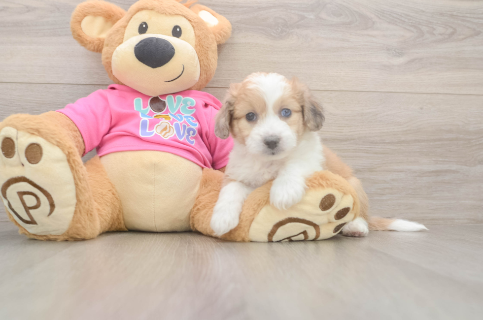 7 week old Aussiechon Puppy For Sale - Fairfield Furbabies