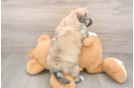 Aussiechon Puppy for Adoption