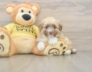 6 week old Aussiechon Puppy For Sale - Fairfield Furbabies