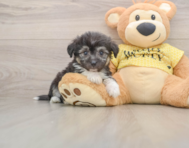 7 week old Aussiechon Puppy For Sale - Fairfield Furbabies
