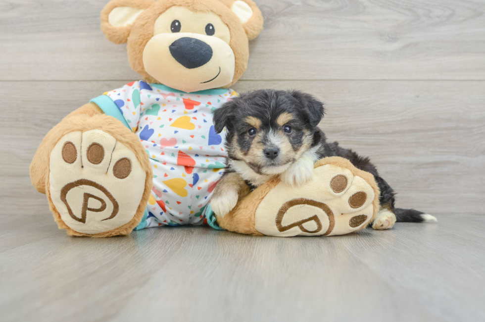 5 week old Aussiechon Puppy For Sale - Fairfield Furbabies