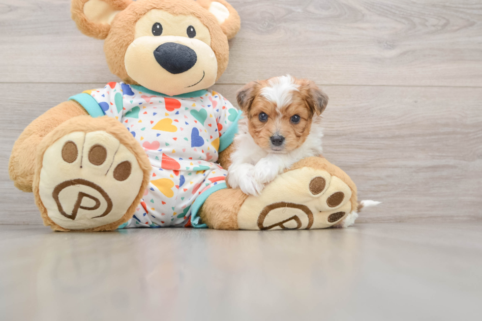 Aussiechon Puppy for Adoption