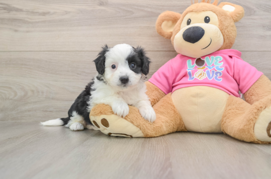 ECLIPSE, a Aussiechon littermate