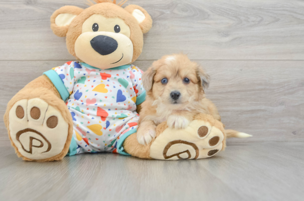 5 week old Aussiechon Puppy For Sale - Fairfield Furbabies