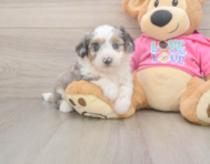 6 week old Aussiechon Puppy For Sale - Fairfield Furbabies