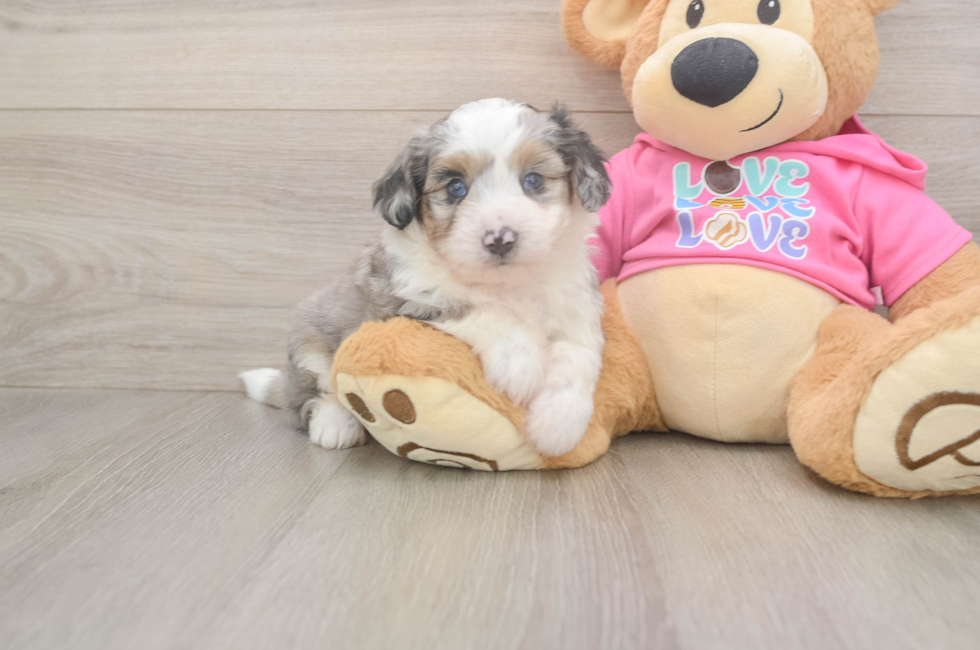 6 week old Aussiechon Puppy For Sale - Fairfield Furbabies