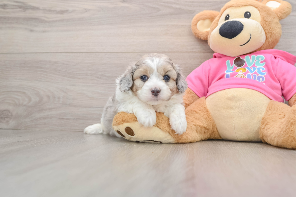 Aussiechon Pup Being Cute