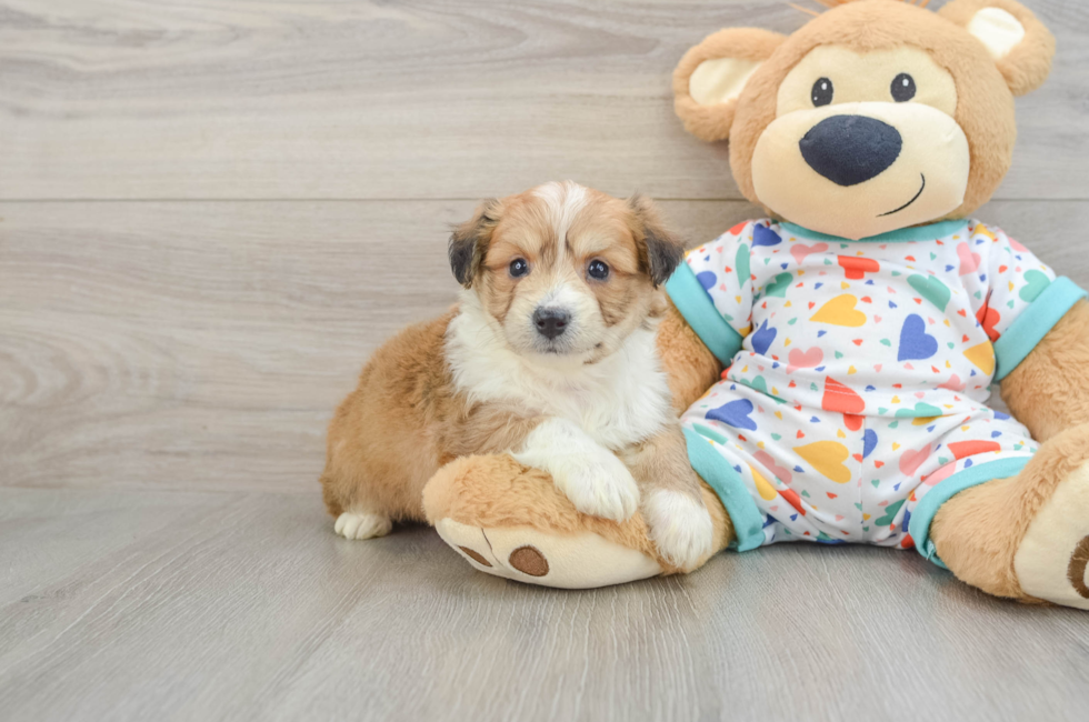 5 week old Aussiechon Puppy For Sale - Fairfield Furbabies