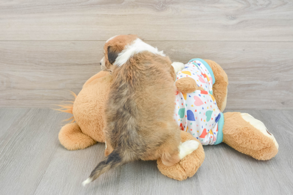 Friendly Aussiechon Baby